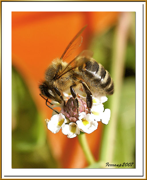 abella 01 - abeja - bee - apis mellifera - Kostenloses image #277873