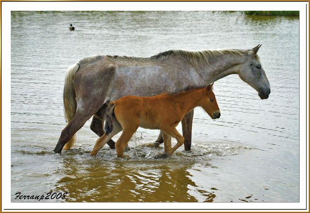 caballos (madre e hija) 01 - cavalls del Remolar (mare i filla) - horses (mother and son) - Free image #277893
