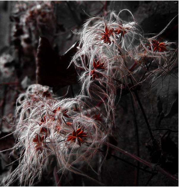 Fiore_D'inverno (Flower_of_Winter) - image #277923 gratis