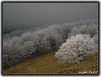 Foresta ghiacciata - Kostenloses image #278013