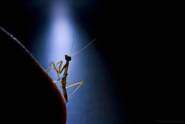 happy birthday, baby mantis (hello, cruel world) - Free image #278093