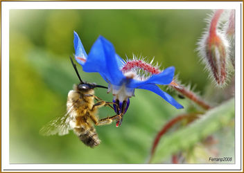 abeja libando una borraja 05 - bee sucking a borage flower - abella libant una borraina - Free image #278133
