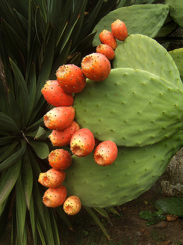 Ripe cactus - Free image #278173