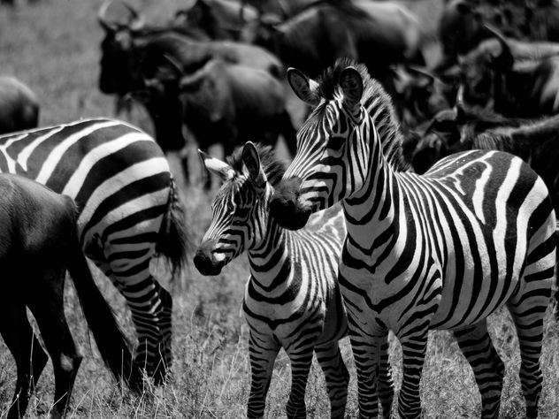 Zebras and Wildebeest - Kostenloses image #278213