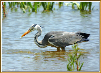 Bernat pescaire pescant 04 - Garza real pescando - Grey heron fishing - Ardea cinerea - image #278283 gratis