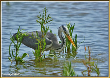 Bernat pescaire pescant 08 - Garza real pescando - Grey heron fishing - Ardea cinerea - image #278313 gratis