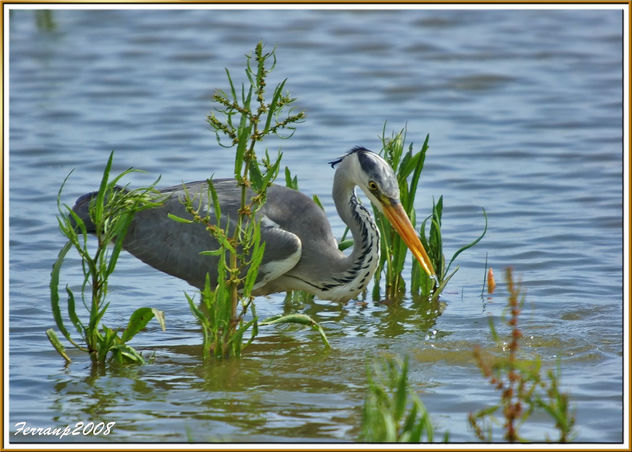 Bernat pescaire pescant 08 - Garza real pescando - Grey heron fishing - Ardea cinerea - бесплатный image #278313