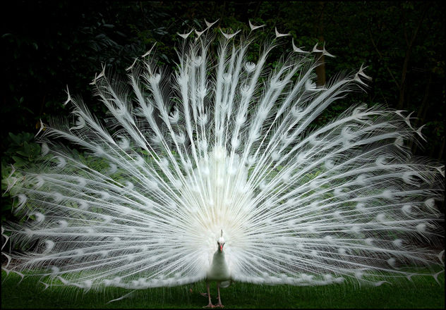 White peacock showing off his plumage - image gratuit #278323 