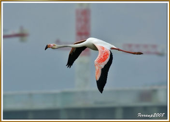 flamencs volant 06 - flamencos en vuelo - greaters flamingos in fligth - phoenicopterus ruber - image #278463 gratis