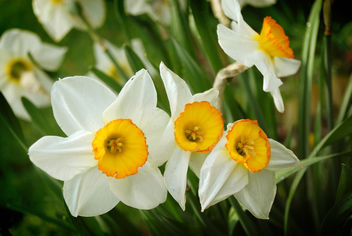 Wild daffodils - image #278513 gratis