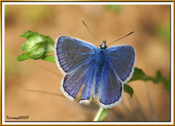 Parc Natural del Garraf 19 - Papallona, Polyommatus icarus mascle - image gratuit #278583 