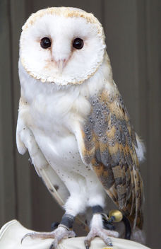 Barn Owl - Avenefica - Free image #278903