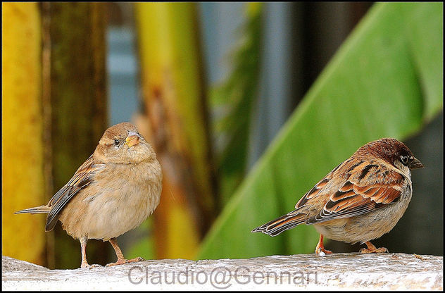The two sparrows ... - бесплатный image #279363