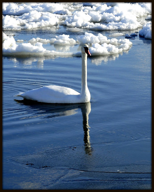 Lake Ontario Swan (Long Straight Neck) - image gratuit #279393 