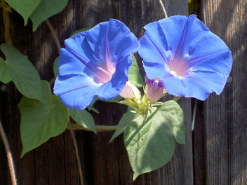 Ipomoea indica - Free image #279493