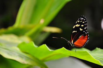Parisota (heliconius doris butterfly) - image #279553 gratis