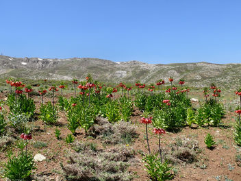 Fritillaria imperialis - бесплатный image #279653
