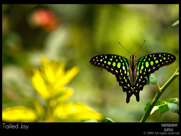 Tailed Jay - Kostenloses image #279673