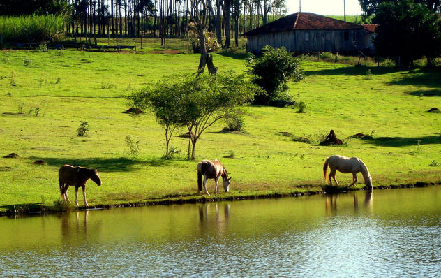 Horses in the Field of Peace - image gratuit #279683 