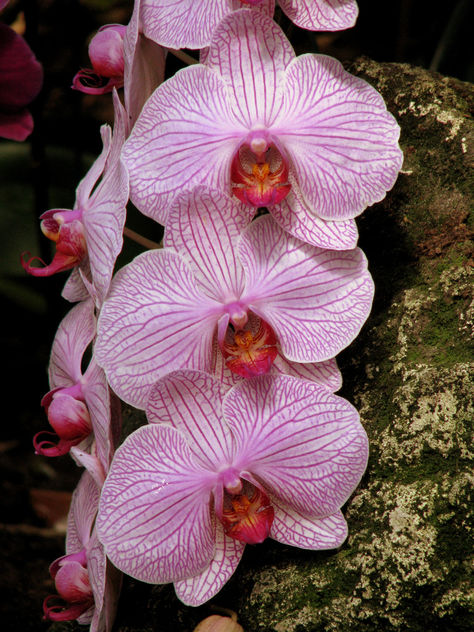 Beauty orchids - image #279693 gratis