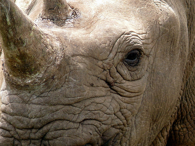 White Rhino - Kostenloses image #279733
