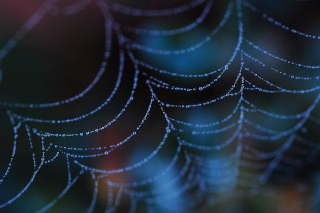 spiderwebs at dawn - image gratuit #279913 