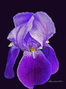Bearded Iris, monochrome - Free image #280053