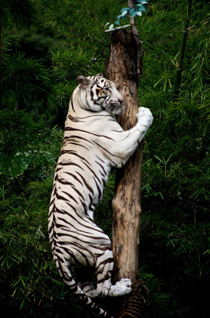 Climbing White Tiger - image gratuit #280453 