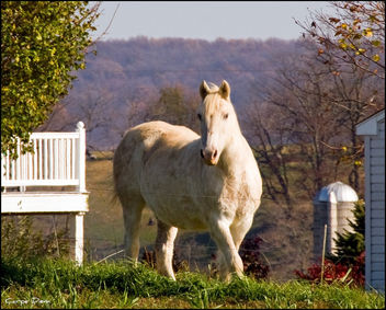 Elegant Horse, Lancaster - image gratuit #280623 