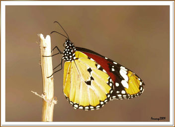 Danaus Chrysippus - mariposa tigre - plain tiger - image gratuit #280653 