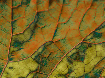 Leaf-Scape - бесплатный image #280663