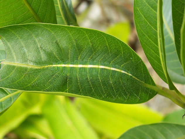 malaysia unbekannte Raupenart unidentified caterpillar - Kostenloses image #280683