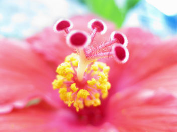 Stame e Pistilli - Hibiscus rosa-sinensis - бесплатный image #280823