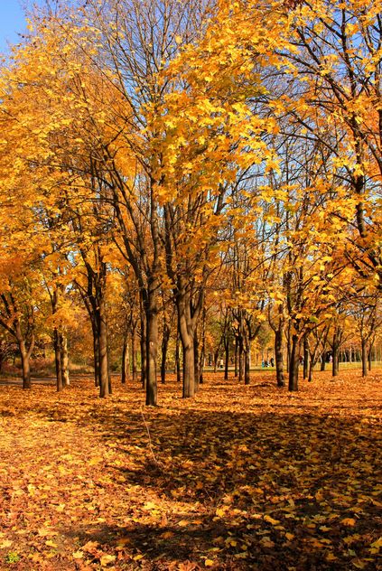 Autumn yellow leaves - image gratuit #280943 