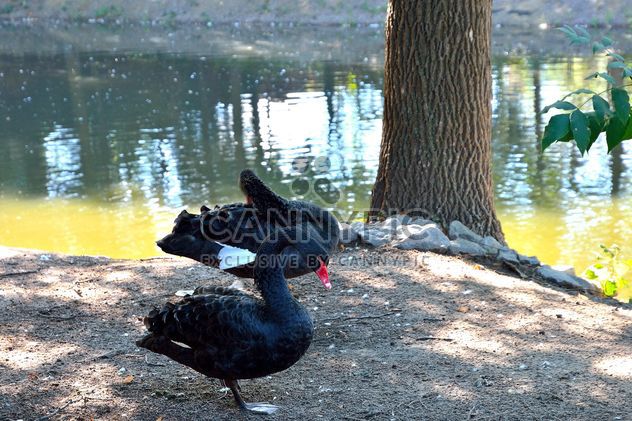 Black Swans - image gratuit #280953 