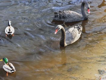 Black swans - image #280963 gratis