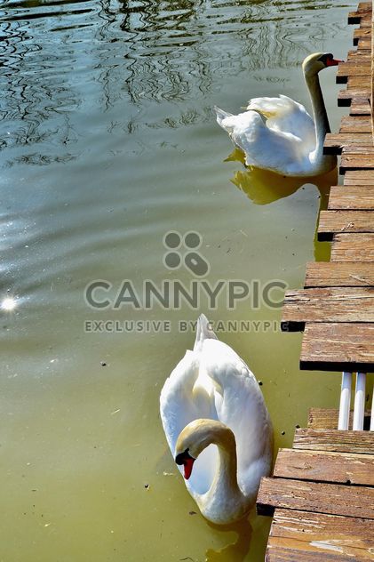 White swan s - бесплатный image #280973