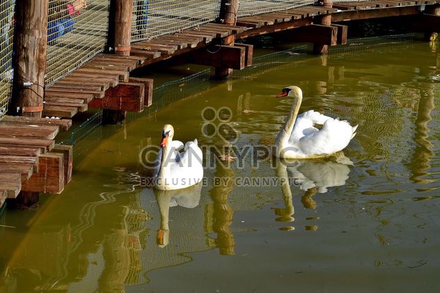 White swan - image #280983 gratis