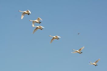 White swans flying - Free image #280993
