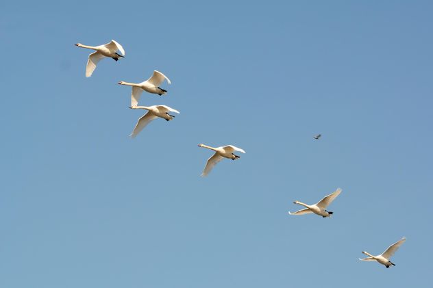 White swans flying - бесплатный image #280993