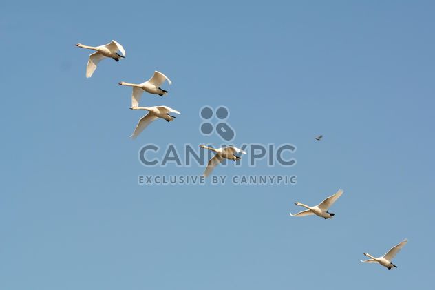 White swans flying - бесплатный image #280993