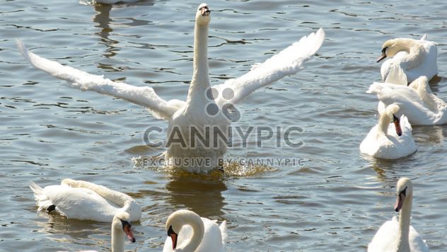 Swans on the lake - image #281003 gratis