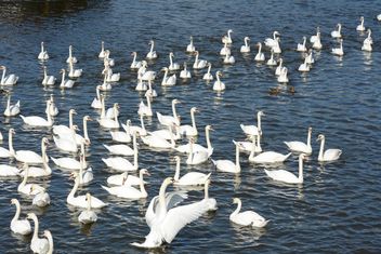 Swan on the lake - image #281013 gratis