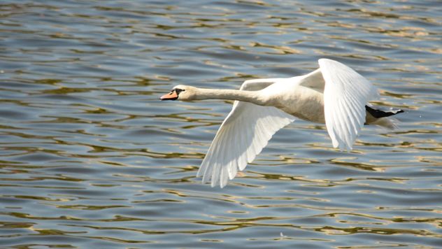 Swan flying over the lake - бесплатный image #281023