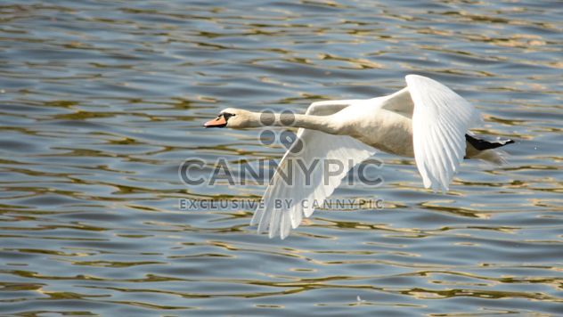 Swan flying over the lake - бесплатный image #281023