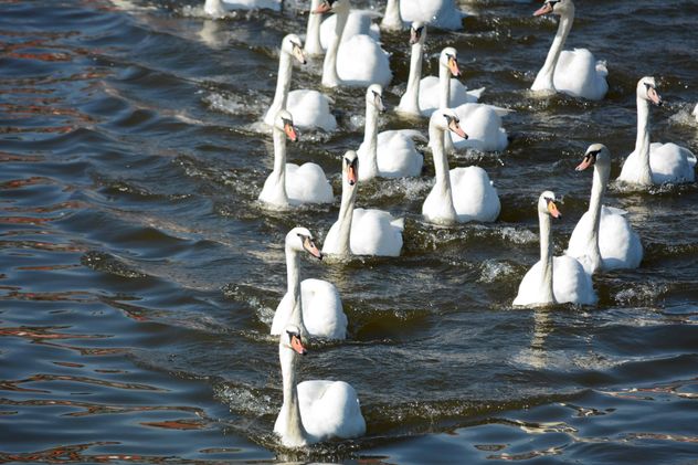 Swans on the lake - image #281033 gratis