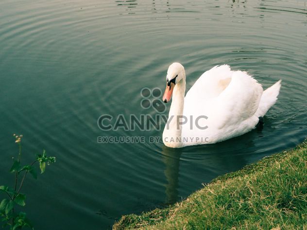 Swan on the lake - image #281043 gratis
