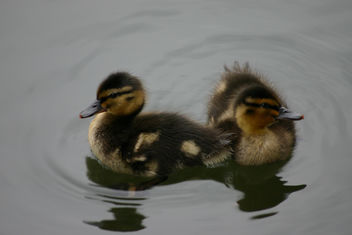 Baby Ducks - Kostenloses image #281093