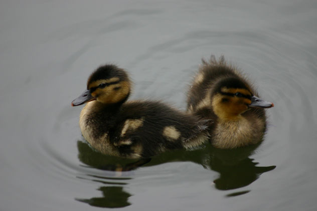 Baby Ducks - image gratuit #281093 
