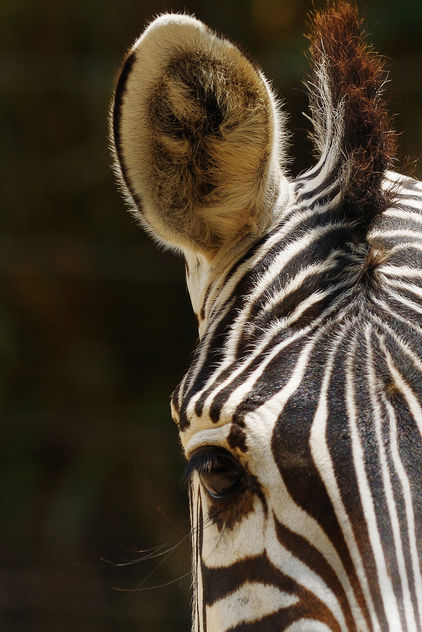 Zebra and Camera - Free image #281183